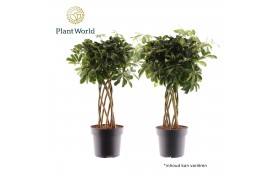 Schefflera arboricola Schefflera koker mix (Gold Capella & Compacta No