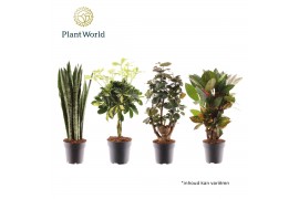 Kamerplanten mix Groenmix Santorini (diverse soorten) 2 pp