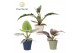 Kamerplanten mix Philodendron mix in pot Coco collectie Top Bend 1 pp 