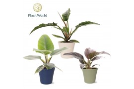 Kamerplanten mix Philodendron mix in pot Coco collectie Top Bend 1 pp