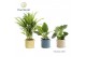 Kamerplanten mix Groenmix Corfu 14 cm in pot Charlotte 1 pp 