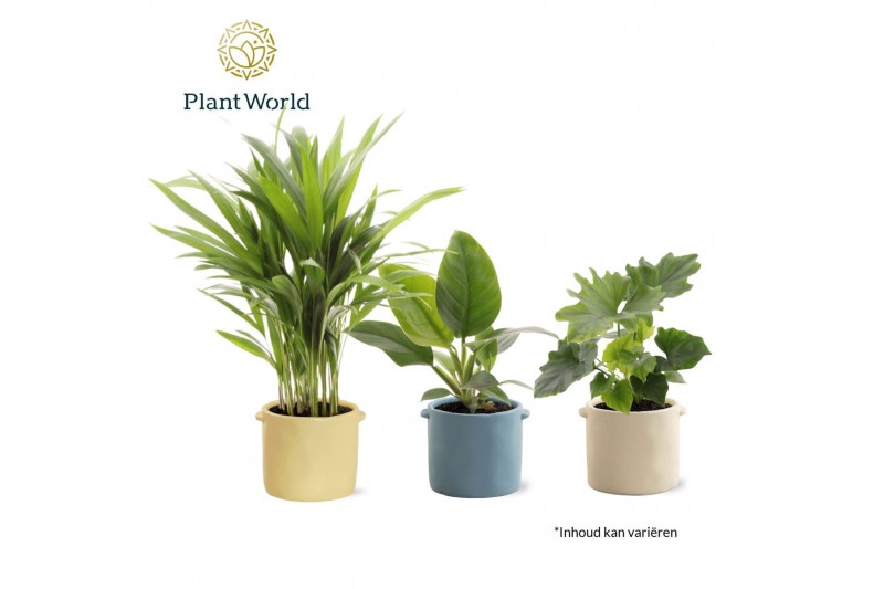 Kamerplanten mix Groenmix Corfu 14 cm in pot Charlotte 1 pp 