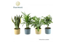 Kamerplanten mix Groenmix Jamaica 14 cm in pot Charlotte 1 pp