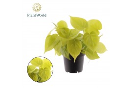 Philodendron scandens subsp. micans Philodendron scandens Micans Lime 