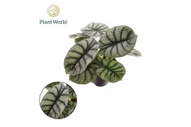 Alocasia Alocasia Nebula Silver Compacta 3 pp