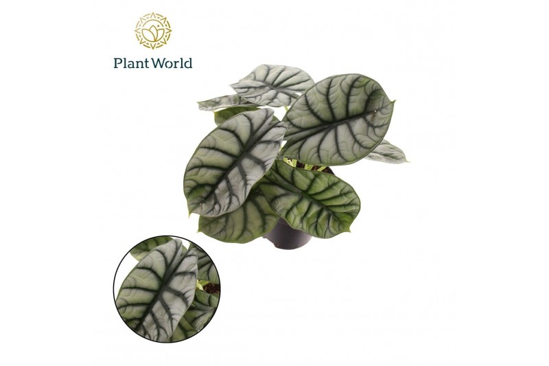 Alocasia Alocasia Nebula Silver Compacta 3 pp 