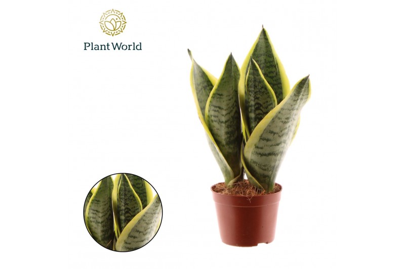 Sansevieria trifasciata futura superba Sansevieria Futura Superba 3 PP 