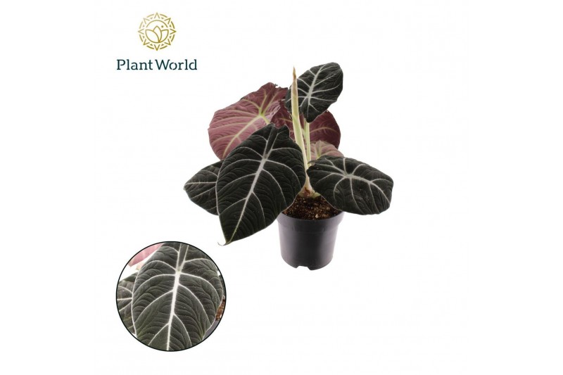 Alocasia black velvet Alocasia Black Velvet 1 pp 