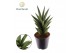 Sansevieria cylindrica Sansevieria Starshooter 