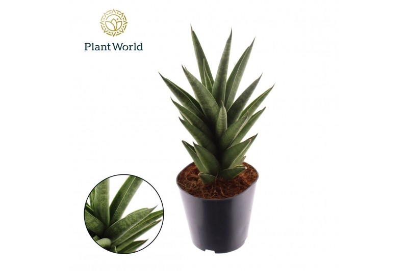 Sansevieria cylindrica Sansevieria Starshooter 