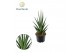 Sansevieria cylindrica Sansevieria Dancing Queen 