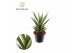 Sansevieria cylindrica Sansevieria Starshooter 