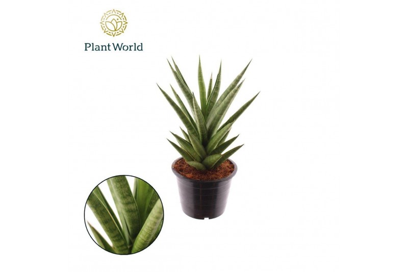 Sansevieria cylindrica Sansevieria Starshooter 