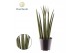 Sansevieria cylindrica Sansevieria cylindrica Bacularis / Mikado 