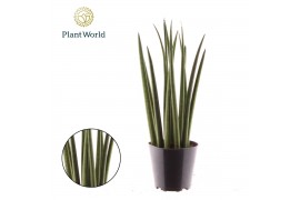 Sansevieria cylindrica Sansevieria cylindrica Bacularis / Mikado