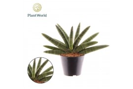 Sansevieria cylindrica Sansevieria Skyline