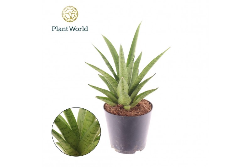 Sansevieria cylindrica Sansevieria Lotus 