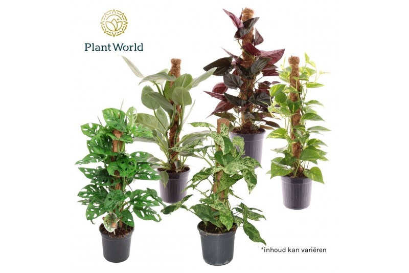 Kamerplanten mix groen Mosstok Mix 2 pp 