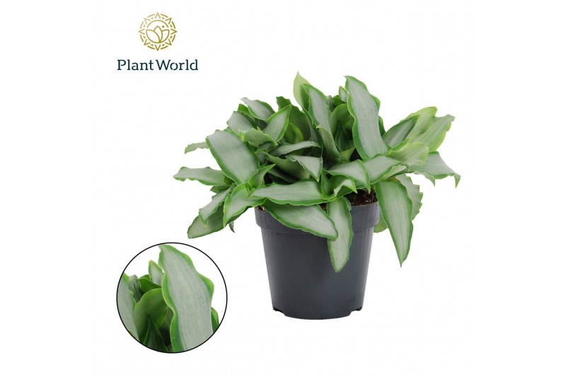 Murdannia loriformis bright star Murdannia loriformus Bright Star 