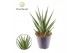 Sansevieria Sansevieria Blue Dancing 