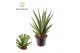 Sansevieria Sansevieria trifciata Pineapple 