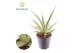 Sansevieria Sansevieria Silver Syreni 