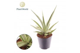 Sansevieria Sansevieria Silver Syreni