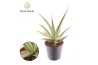 Sansevieria Sansevieria Silver Syreni