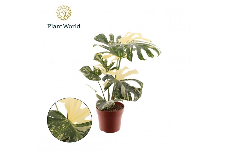 Monstera deliciosa thai constellation Monstera Thai Constellation 1 pp 