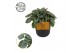 Peperomia napoli nights Peperomia Napoli Nights 10,5cm 