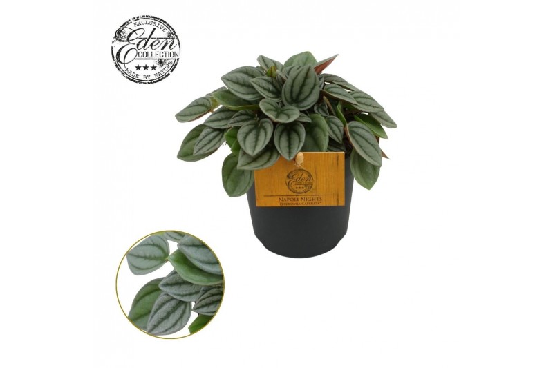 Peperomia napoli nights Peperomia Napoli Nights 10,5cm 