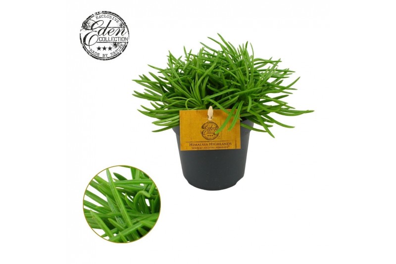 Senecio archeri himalaya Senecio Himalaya 10,5cm 