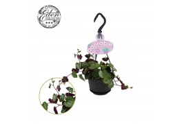 Senecio bryoniifolius Senecio Bryoniifolius 10,5cm HP 10 - 14  cm