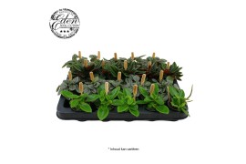 Peperomia mix Peperomia gemengd 5,5cm
