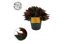 Peperomia caperata rosso Peperomia Rosso 12cm 4 pp