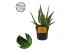 Aloe aculeata Aloe Aculeata 10,5cm 