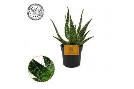 Aloe aculeata Aloe Aculeata 10,5cm