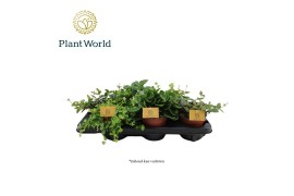 Peperomia mix Peperomia gemengd 12cm