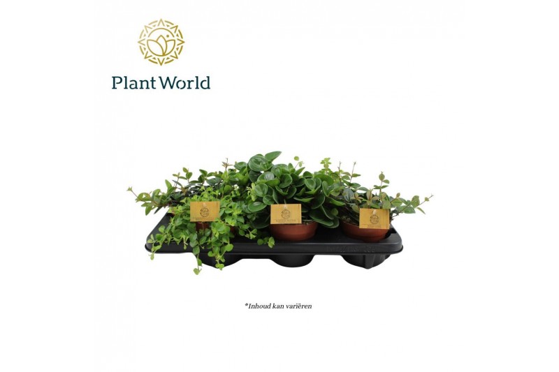 Peperomia mix Peperomia gemengd 12cm 