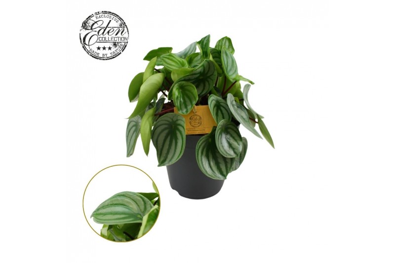 Peperomia argyreia Peperomia Argyreia 15cm 