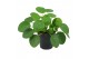 Pilea peperomioides Pilea Peperomioides 12cm 