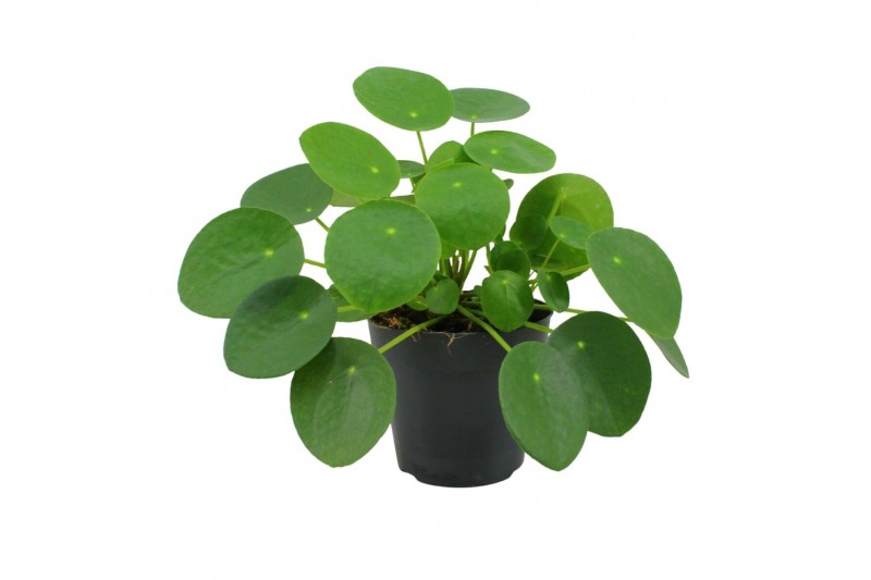 Pilea peperomioides Pilea Peperomioides 12cm Pilea peperomioides Pilea Peperomioides 12cm