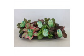 Episcia Episcia cupreata gemengd 12cm 10 - 14  cm 1 pp