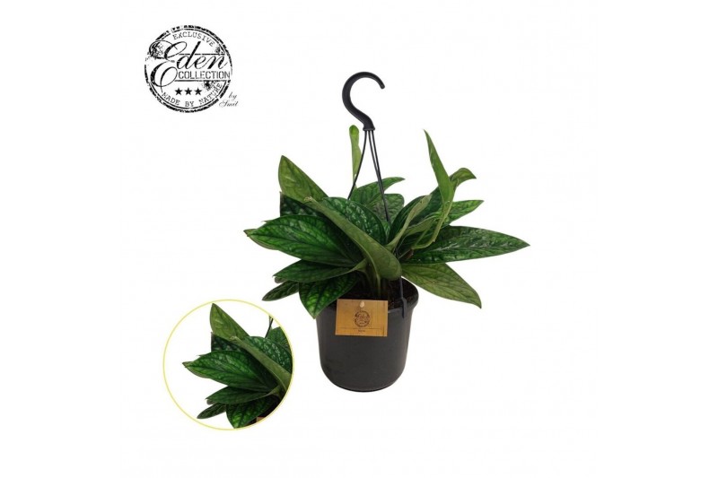 Epipremnum pinnatum marble planet Epipremnum Marble Planet 15cm HP 7 p 