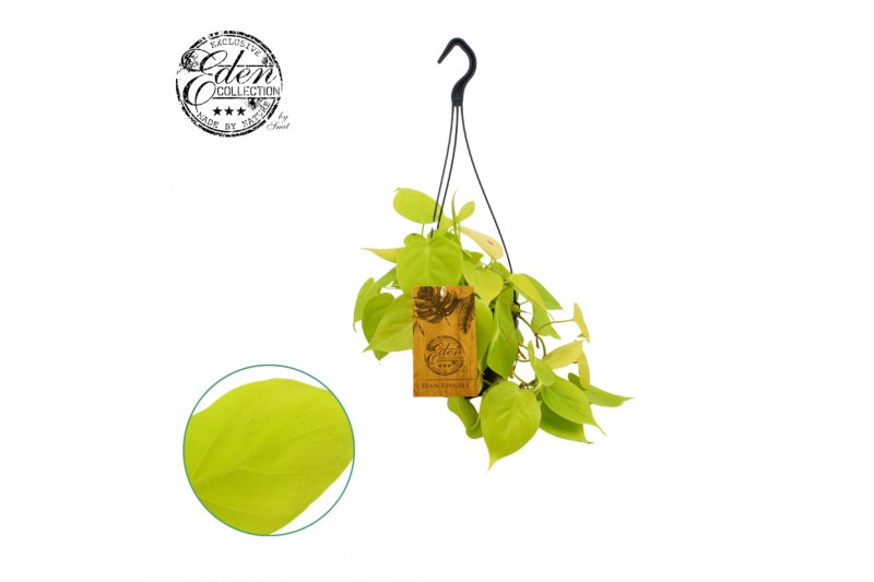 Philodendron Philodendron Micans Lime 15cm HP 5 pp 