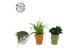 Arrangementen kamerplanten Gemengde tray 12cm in vaaspot keramiek 3 pp