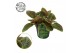 Episcia Episcia cupreata Shimmer 12cm 10 - 14  cm 1 pp 