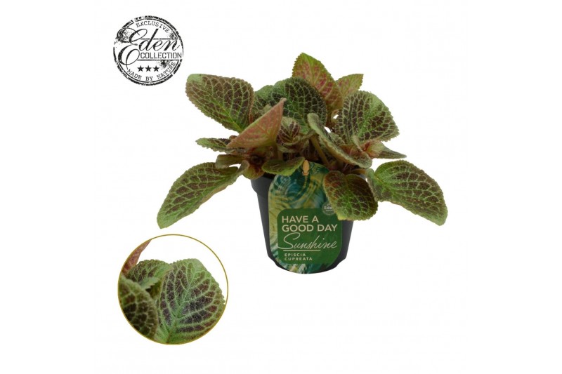 Episcia Episcia cupreata Shimmer 12cm 10 - 14  cm 1 pp 