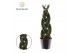 Sansevieria cylindrica Sansevieria cylindrica Twist 