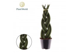 Sansevieria cylindrica Sansevieria cylindrica Twist